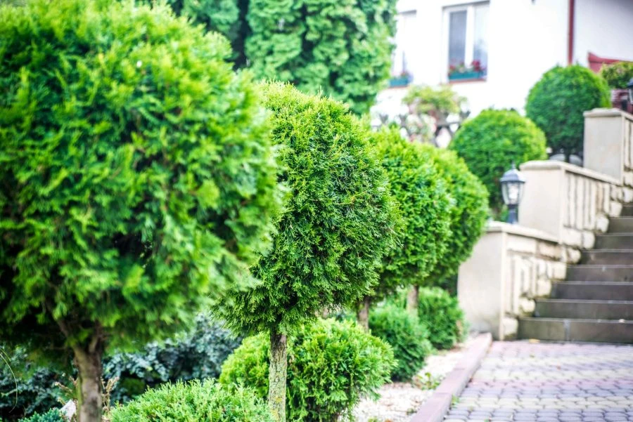 Comment bien choisir un arbuste, un arbre ?