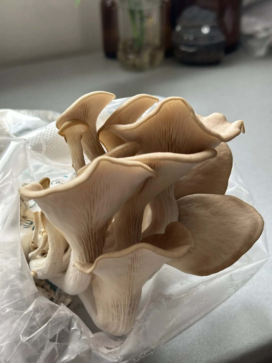 Créez votre sac de pleurotes à emporter !